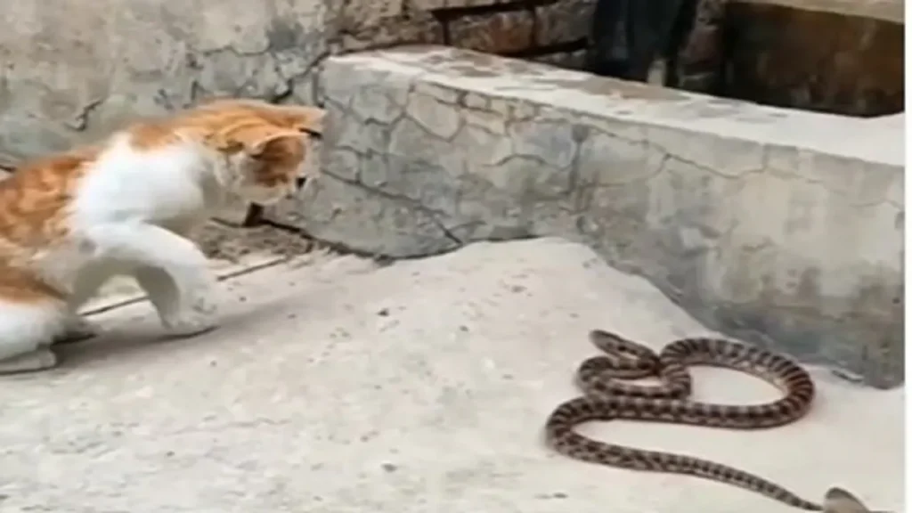 the-fearless-cat-bravely-attacked-the-snake-the-venomous-animal-played-the-band-within-seconds/